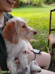 Piebald silky Dachshund Listing Image