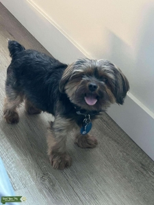 Tiny male Yorkie stud Listing Image
