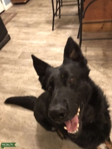 Stud Dog Listing Image