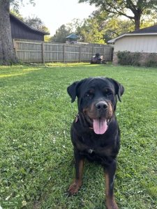 German Rottweiler  Listing Image