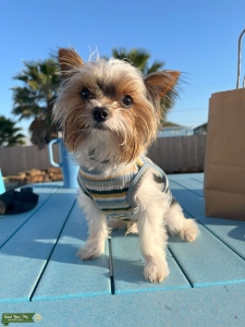 Teacup Parti Yorkie Stud Listing Image