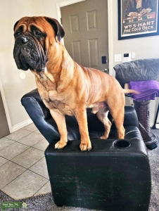 CHAMPION PARENTS AKC REG BULLMASTIFF STUD AVAILABLE - 171LBS Listing Image