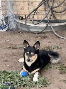 Corgi Pomsky Mix Listing Image