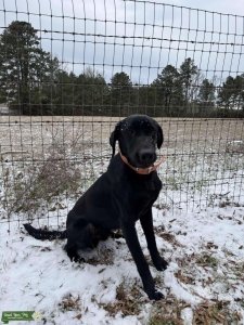 AKC Black Lab Stud “Hunting”  Listing Image