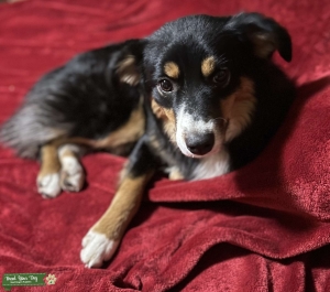 Tri colored mini looking for blue eyed blue Merle mini Listing Image