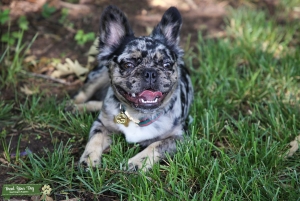 French Bulldog Stud  Listing Image