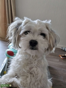First time studding my dog Listing Image