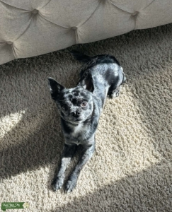 Merle Chihuahua Listing Image