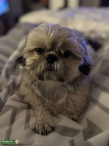 Little guy looking for love Listing Image