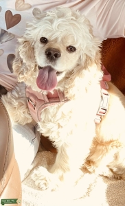 AKC Lady Looking for a stud  Listing Image