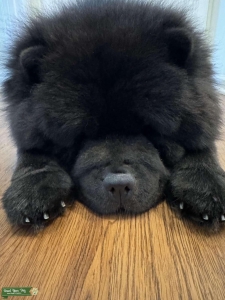 Looking for AKC Registered Stud Listing Image