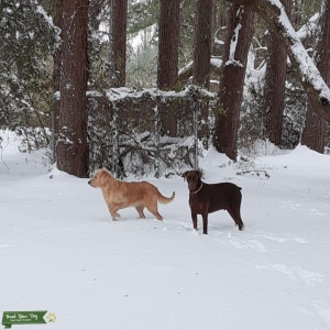 Labragoldendoodle Listing Image