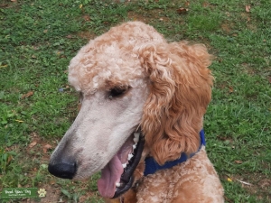 Standard Blonde Poodle Listing Image