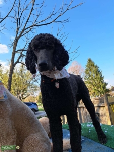 Standard Black Poodle Listing Image