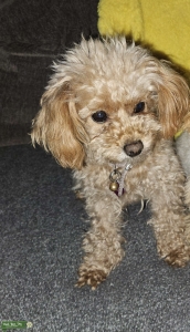 Red Toy Poodle Listing Image
