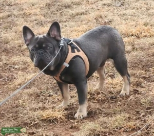 French bulldog stud Listing Image