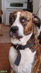 want a large dog Listing Image