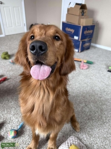 Red Golden Retriever Stud Listing Image