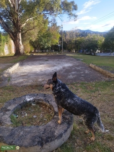 Australian cattle dog stud Listing Image