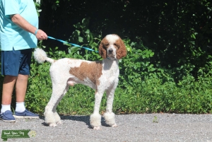 Royal Standard Parti Poodle Listing Image