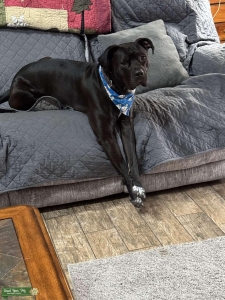 3 y/o Cane corso mix Listing Image