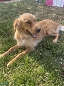 Golden retriever  Listing Image