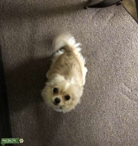 Looking for Male Chihuahua to breed with Listing Image