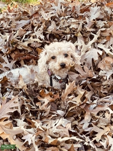 Eager Male Cavapoo Listing Image