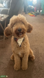 Golden doodle male Listing Image