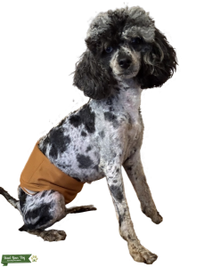 Phantom Merle Poodle Listing Image