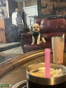 Bennie needs a girlfriend  Listing Image
