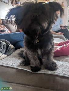 Female Shih Tzu  in heat Listing Image