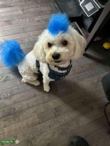 Looking for my Mini Oodle Listing Image