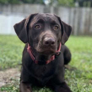 AKC Chocolate Labrador Female 90 lbs  Listing Image