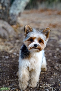 Parti Yorkie female Listing Image