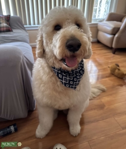 Golden doodle Stud Listing Image