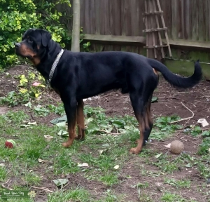 KC Registered Rottweiler  Listing Image