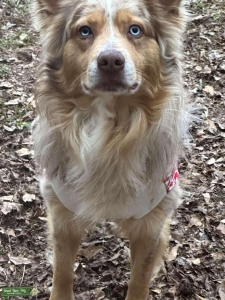 Handsome proven red merle  Listing Image