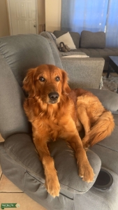 Red Golden Retriever Listing Image