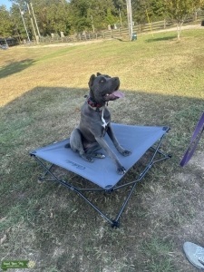 Looking for stud to breed my girl Listing Image