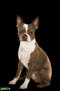 AKC Red Boston Terrier  Listing Image