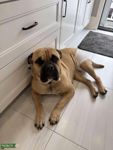 White Fawn Female Bullmastiff  Listing Image