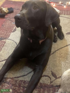 AKC Chocolate Labrador Listing Image