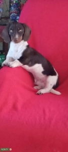 Daschund(smooth haired) piebald stud Listing Image