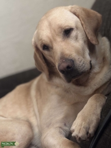 AKC Yellow Lab Stud Listing Image