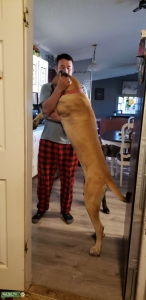 English Mastiff  Listing Image