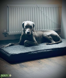 Stud Dog Available - Storm the Weimaraner Listing Image