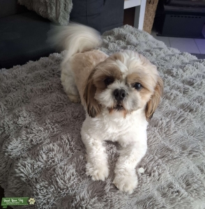 Shih tzu stud Listing Image