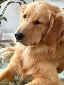AKC Registered American Golden Retriever Listing Image