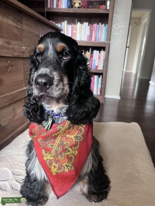 English Cocker Spaniel Listing Image